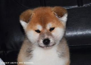 Akita Inu Welpen von Top Japanischen Linien