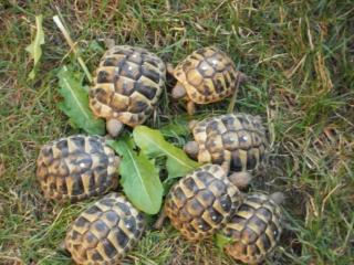 Griechische Landschildkrötenbabys (THB)