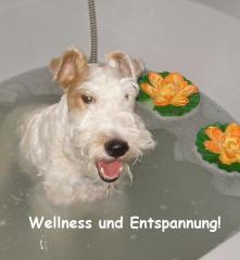 Hundesalon, Hundeausbildung, Hundeschule