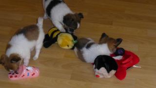 Wunderschöne Chihuahua-Welpen