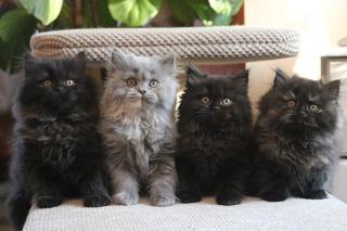 THEY ARE, THE BLACK British Longhair