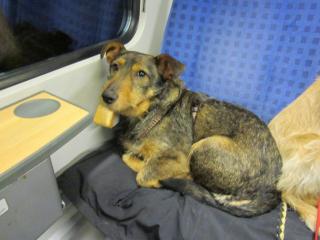 Hund Dackel-Mix Hugo sucht DRINGEND ein zuHause oder Pflegeplatz!