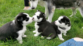 Wunderschöne Siberian Husky Welpe