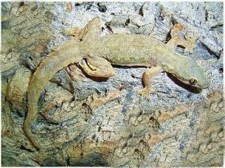 Hausgeckos Stück 7€