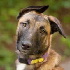 APACHI - Malinois-Aussi-Mix - 7 Monate - Tierhilfe-Franken e.V.