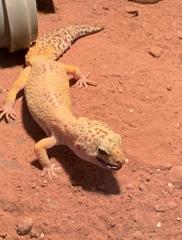 0.1 Tangerine Leopardgecko Weibchen Nz 17