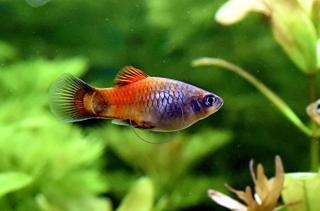 Platys, eigene Zucht (Versand/ Abholung)