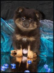 Pomeranianwelpen black-tan