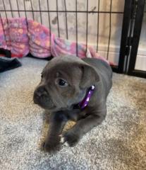 America Pit Bull Blueline