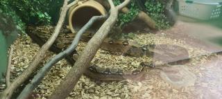 Boa Constrictor Imperator (2)