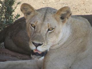 4 Tage / 3 Nächte - Madaraka bis Emali und dann Amboseli / Tsavo West/ Ost