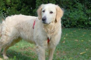 TESINA - Golden Retriever - 9 Jahre - Tierhilfe-Franken e.V.