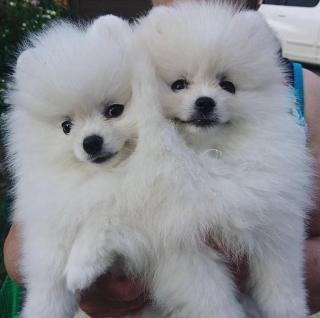 Sweet Zwergspitz Pomeranian Welpen