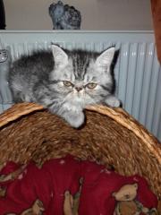 Exotic Shorthair Katerchen sucht liebes zu Hause