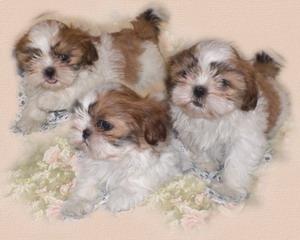 Welpen Shih Tzu