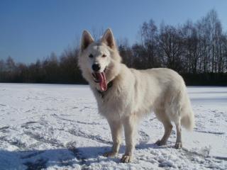 Weisser Schweizer Schäferhund ~~~Deckrüde~~~