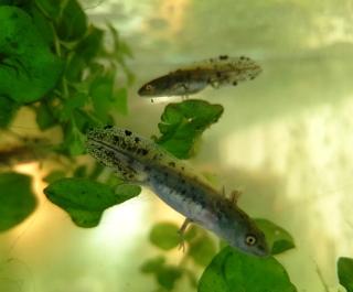 Nördlicher Kammmolch Triturus cristatus Nachzuchten aus Hobbyzucht