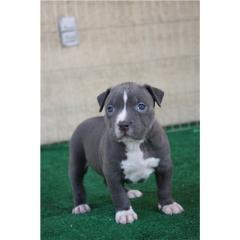American Pit Bull Welpen Blueline