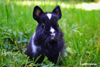 Echte Minis!! Zwergkaninchen Farbenzwerge Löwenköpfchen und reine Satins vom Hob