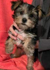 Yorkshire Terrier Welpen ab sofort zu haben