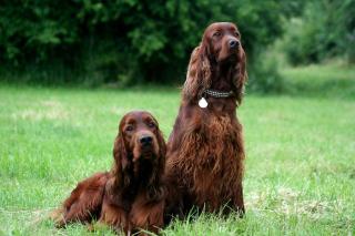 Irish Red Setter Welpen m.VDH-Papieren