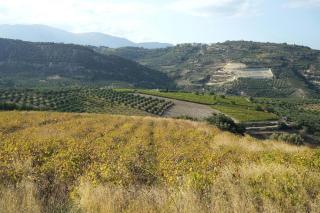 BAUGRUNDSTÜCK AUF KRETA IN ALLEINLAGE IM WEINBERG MIT BAUGENEHMIGUNG