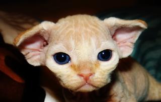 Devon Rex Kätzchen mit Stammbaum