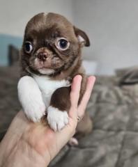 Erstklassiger Chihuahua-Welpe für Ihre Familie