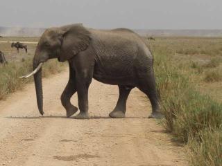 Safari in Kenia mit Badeurlaub