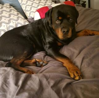 Rottweiler aus liebevoller Familie