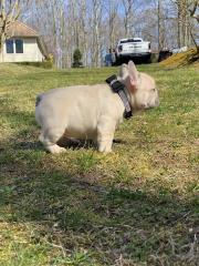 Wunderschöne Französische Bulldoggenwelpen