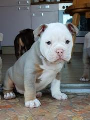 Wir haben Englische Bulldoggenwelpen abzugeben.