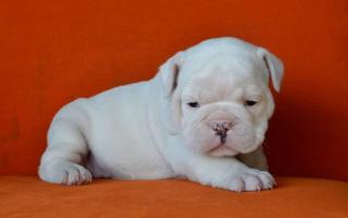 Englische Bulldoggenwelpen abzugeben