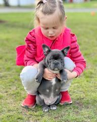 Schöne Französische Bulldoggen-Welpen, 