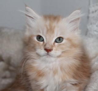 Traumhaft schöne Main Coon Katerchen