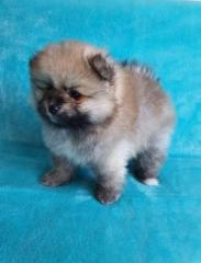 Super Pomeranian Spitz Boo Welpe