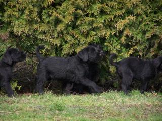 Riesenschnauzer Welpen 