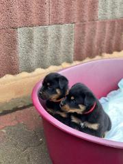  ADRK Rottweilerwelpen abzugeben (Rudin und Hundin)