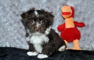 Bolonka-Zwetna-Welpen