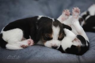 Beagle Welpen mit Papiere suchen ein zuhause