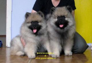 Wolfsspitz Keeshond Welpen mit Papieren