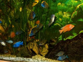 Aquarienpflanzen + Malawis