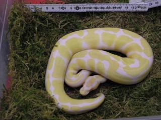 Königspython Python regius Farbmorphe albino