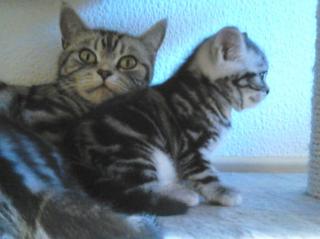 BKH silver tabby classik Kitten mit klasse Stambaum