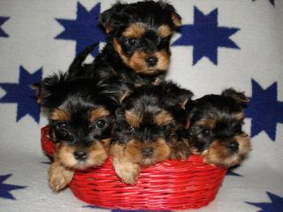 Yorkshire Terrier Welpen zu verkaufen 