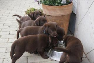 VDH/VK (FCI) Labrador welpen mit papiere