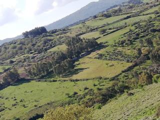 Sardinien, Weinberg, Land, 3 Ha, Existenz, Baugenehmigung, Auswandern, Selbstver