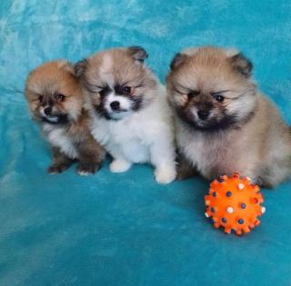 MINI Pomeranian Spitz Boo Welpe