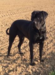 Saupacker, Molosser, Welpen, Papiere, Dogge, Cane Corso/Rottweiler-Mastiff