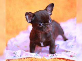 Wunderschöne Chihuahua-Welpen